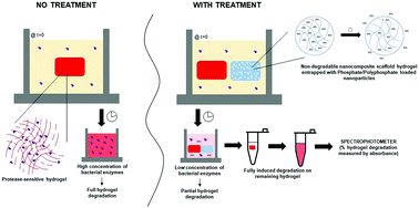 Graphical abstract: An in vitro tissue model for screening sustained release of phosphate-based therapeutic attenuation of pathogen-induced proteolytic matrix degradation