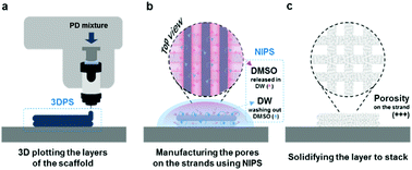 Graphical abstract: Fabrication of 3D plotted scaffold with microporous strands for bone tissue engineering