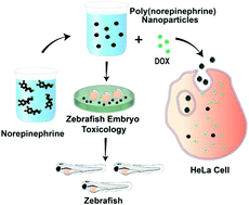 Graphical abstract: Bioinspired polynorepinephrine nanoparticles as an efficient vehicle for enhanced drug delivery