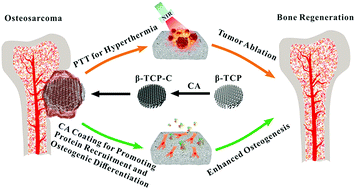 Graphical abstract: A novel multifunctional carbon aerogel-coated platform for osteosarcoma therapy and enhanced bone regeneration