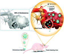 Graphical abstract: Dual-targeting and excretable ultrasmall SPIONs for T1-weighted positive MR imaging of intracranial glioblastoma cells by targeting the lipoprotein receptor-related protein