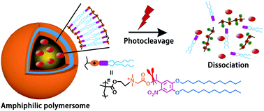 Graphical abstract: Light-responsive polymersomes with a charge-switch for targeted drug delivery