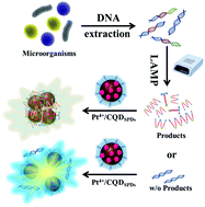 Graphical abstract: Platinum ions mediate the interactions between DNA and carbon quantum dots: diagnosis of MRSA infections