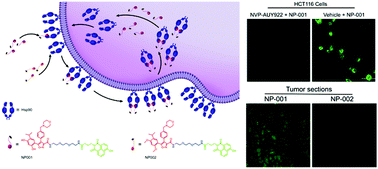 Graphical abstract: Optimized HSP90 mediated fluorescent probes for cancer-specific bioimaging