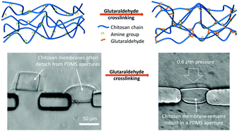 Graphical abstract: Modulating the properties of flow-assembled chitosan membranes in microfluidics with glutaraldehyde crosslinking