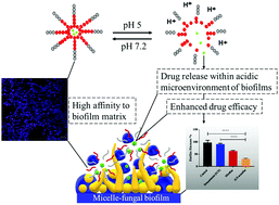 Graphical abstract: pH-Responsive copolymer micelles to enhance itraconazole efficacy against Candida albicans biofilms