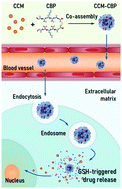 Graphical abstract: Co-assembly of curcumin and a cystine bridged peptide to construct tumor-responsive nano-micelles for efficient chemotherapy