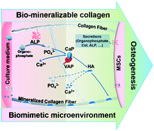 Graphical abstract: Biomimetic mineralizable collagen hydrogels for dynamic bone matrix formation to promote osteogenesis