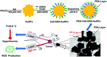 Graphical abstract: Chlorin e6 and polydopamine modified gold nanoflowers for combined photothermal and photodynamic therapy