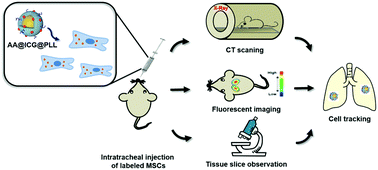 Graphical abstract: CT/NIRF dual-modal imaging tracking and therapeutic efficacy of transplanted mesenchymal stem cells labeled with Au nanoparticles in silica-induced pulmonary fibrosis