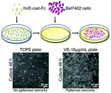 Graphical abstract: VE-cadherin fusion protein substrate enhanced the vasculogenic mimicry capability of hepatocellular carcinoma cells