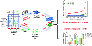 Graphical abstract: Ultrasound-assisted synthesis of nanocrystallized silicocarnotite biomaterial with improved sinterability and osteogenic activity