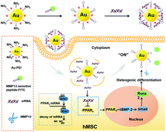 Graphical abstract: Delivering siRNA to control osteogenic differentiation and real-time detection of cell differentiation in human mesenchymal stem cells using multifunctional gold nanoparticles
