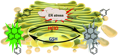 Graphical abstract: Revealing the redox status in endoplasmic reticulum by a selenium fluorescence probe