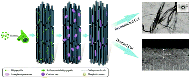 Graphical abstract: A novel amphiphilic oligopeptide induced the intrafibrillar mineralisation via interacting with collagen and minerals