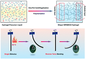 Graphical abstract: Dual-stimulus bilayer hydrogel actuators with rapid, reversible, bidirectional bending behaviors