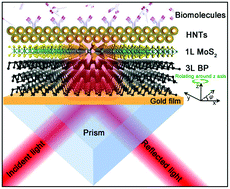Graphical abstract: Ultrasensitive plasmonic biosensors based on halloysite nanotubes/MoS2/black phosphorus hybrid architectures