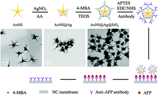 Graphical abstract: A SERS-based immunoassay for the detection of α-fetoprotein using AuNS@Ag@SiO2 core–shell nanostars