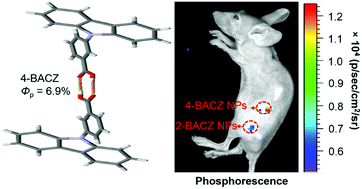 Graphical abstract: Hydrogen bonding boosted the persistent room temperature phosphorescence of pure organic compounds for multiple applications