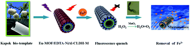 Graphical abstract: A Eu-MOF/EDTA-NiAl-CLDH fluorescent micromotor for sensing and removal of Fe3+ from water