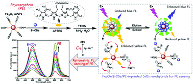 Graphical abstract: Magnetic and fluorescent nanohybrids with surface imprinting silica as a dual-functional sensing platform for ratiometric fluorescence detection of phycoerythrin