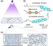 Graphical abstract: Multidirectional biomimetic deformation of microchannel programmed metal nanowire liquid crystal networks