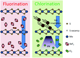 Graphical abstract: Tuning MoS2 reactivity toward halogenation