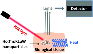 Graphical abstract: Short-wavelength infrared self-assessed photothermal agents based on Ho,Tm:KLu(WO4)2 nanocrystals operating in the third biological window (1.45–1.96 μm wavelength range)
