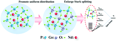 Graphical abstract: Boosting the branching ratio at 900 nm in Nd3+ doped germanophosphate glasses by crystal field strength and structural engineering for efficient blue fiber lasers