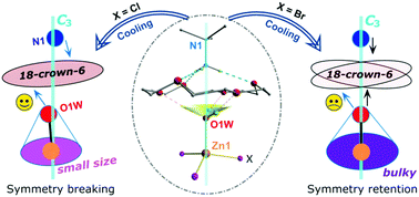 Graphical abstract: Isostructural phase transition and tunable water rotation within a unique solid rotor system