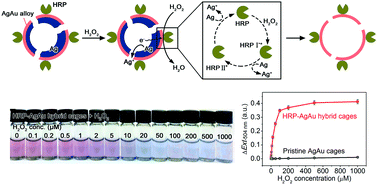 Graphical abstract: Peroxidase-AgAu hybrid nanocages as signal transducers for sensitive plasmonic colorimetric sensing