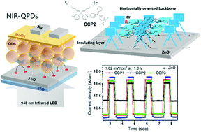 Graphical abstract: A conjugated polyelectrolyte interfacial modifier for high performance near-infrared quantum-dot photodetectors