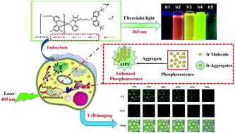 Graphical abstract: Aggregation-induced phosphorescent emission-active Ir(iii) complexes with a long lifetime for specific mitochondrial imaging and tracking