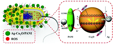 Graphical abstract: Fabrication of Ag–Cu2O/PANI nanocomposites for visible-light photocatalysis triggering super antibacterial activity