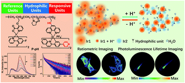 Graphical abstract: A self-calibrating phosphorescent polymeric probe for measuring pH fluctuations in subcellular organelles and the zebrafish digestive tract