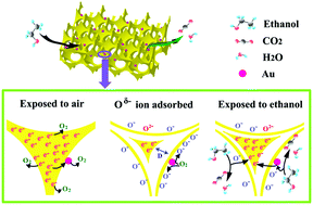 Graphical abstract: Au-modified three-dimensionally ordered macroporous ZnO:In for high-performance ethanol sensors