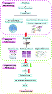 Graphical abstract: Integrated network pharmacology and targeted metabolomics to reveal the mechanism of nephrotoxicity of triptolide
