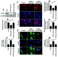 Graphical abstract: TrxR2 overexpression alleviates inflammation-mediated neuronal death via reducing the oxidative stress and activating the Akt–Parkin pathway