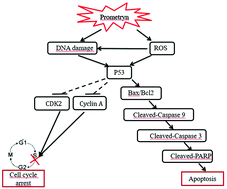 Graphical abstract: Prometryn induces apoptotic cell death through cell cycle arrest and oxidative DNA damage