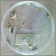 Graphical abstract: Biogenic Aspergillus tubingensis silver nanoparticles’ in vitro effects on human umbilical vein endothelial cells, normal human fibroblasts, HEPG2, and Galleria mellonella