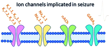 Graphical abstract: Innovative models for in vitro detection of seizure