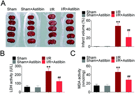 Graphical abstract: Astilbin attenuates cerebral ischemia/reperfusion injury by inhibiting the TLR4/MyD88/NF-κB pathway