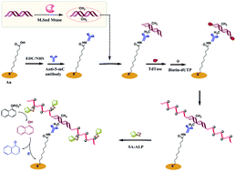 Graphical abstract: Immuno-DNA binding directed template-free DNA extension and enzyme catalysis for sensitive electrochemical DNA methyltransferase activity assay and inhibitor screening