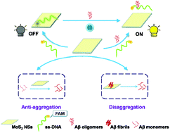 Graphical abstract: Molybdenum disulfide nanosheets-based fluorescent “off-to-on” probe for targeted monitoring and inhibition of β-amyloid oligomers