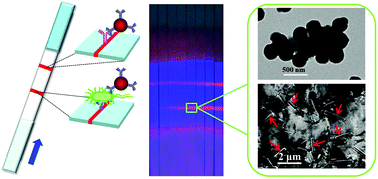 Graphical abstract: Rapid screening and quantitative detection of Salmonella using a quantum dot nanobead-based biosensor