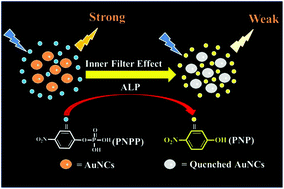 Graphical abstract: Development of a facile and sensitive method for detecting alkaline phosphatase activity in serum with fluorescent gold nanoclusters based on the inner filter effect