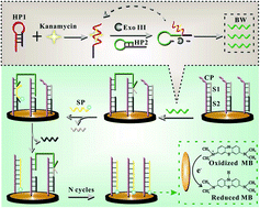 Graphical abstract: Efficient strand displacement amplification via stepwise movement of a bipedal DNA walker on an electrode surface for ultrasensitive detection of antibiotics
