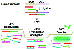 Graphical abstract: Real-time quantification of fusion transcripts with ligase chain reaction by direct ligation of adjacent DNA probes at fusion junction