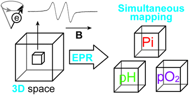 Graphical abstract: In vitro simultaneous mapping of the partial pressure of oxygen, pH and inorganic phosphate using electron paramagnetic resonance