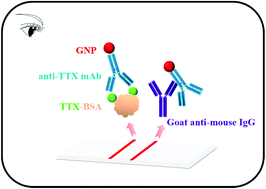 Graphical abstract: A gold nanoparticle-based lateral flow immunosensor for ultrasensitive detection of tetrodotoxin